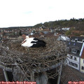 18_10-nest.jpg