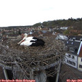 18_15-nest.jpg