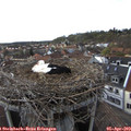 18_30-nest.jpg