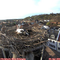 18_55-nest.jpg