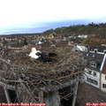 19_10-nest.jpg