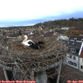 19_35-nest.jpg