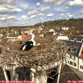 11_10-nest.jpg