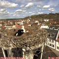 11_15-nest.jpg