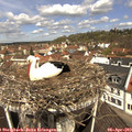 11_35-nest.jpg