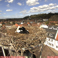 13_05-nest.jpg