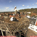 14_00-nest.jpg