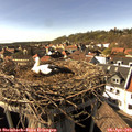 16_25-nest.jpg