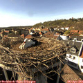 16_50-nest.jpg