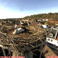 17_00-nest.jpg