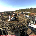 17_10-nest.jpg