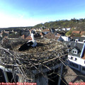 17_15-nest.jpg