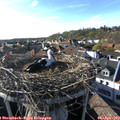 18_00-nest.jpg