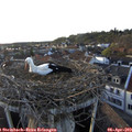19_05-nest.jpg