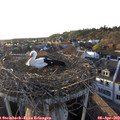 19_10-nest.jpg