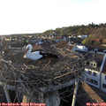 19_15-nest.jpg