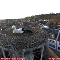 19_20-nest.jpg