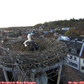 19_45-nest.jpg