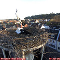 07_15-nest.jpg