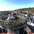 17_40-nest.jpg