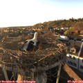 19_05-nest.jpg