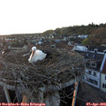 19_50-nest.jpg
