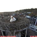 19_55-nest.jpg