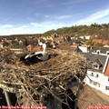 15_20-nest.jpg