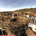 16_20-nest.jpg