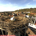 17_00-nest.jpg