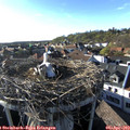 18_05-nest.jpg