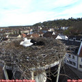 08_00-nest.jpg