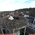 08_05-nest.jpg