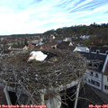 08_25-nest.jpg