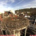09_10-nest.jpg