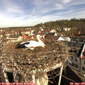 09_50-nest.jpg