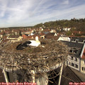11_00-nest.jpg