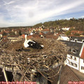 13_00-nest.jpg