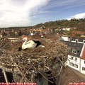 14_00-nest.jpg