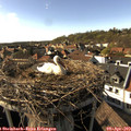 17_00-nest.jpg