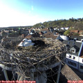 18_00-nest.jpg