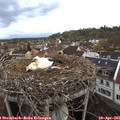 06_55-nest.jpg
