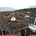 08_55-nest.jpg