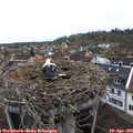 09_55-nest.jpg