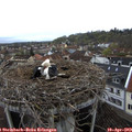 10_05-nest.jpg