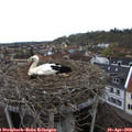 11_05-nest.jpg