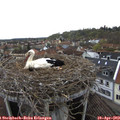 11_25-nest.jpg