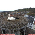 11_30-nest.jpg