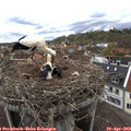 15_05-nest.jpg