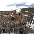 15_15-nest.jpg